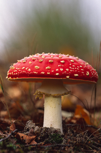 Amanita Muscaria